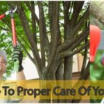 A Guide to Proper Care of Your Trees