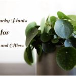 lucky Plants